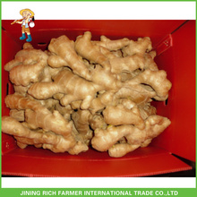 Fresh Ginger And Garlic From Factory Shandong Province